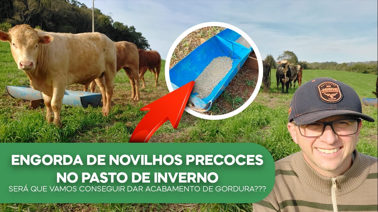 Engorda Novilhos Precoces no Pasto de Inverno com Ração.Será que vai dar acabamento de gordura?(v65)