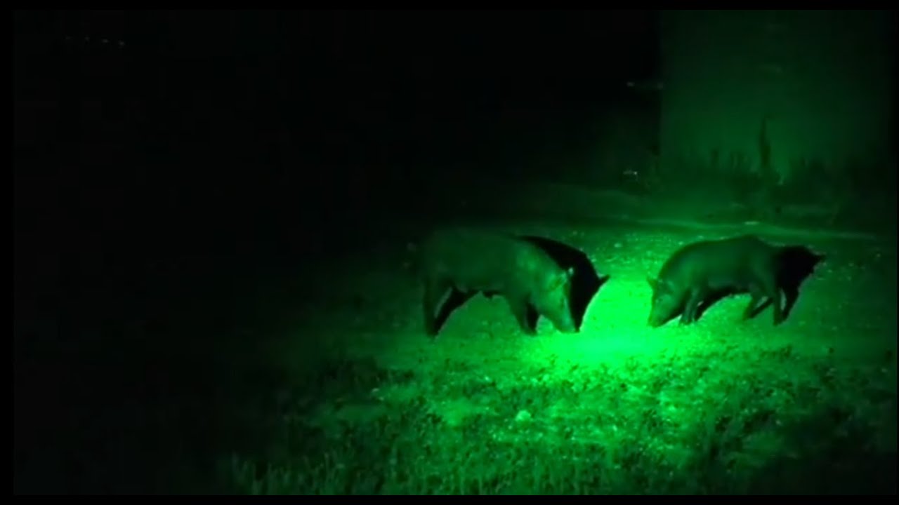 Instalando luz verde para cazar puercos de noche!