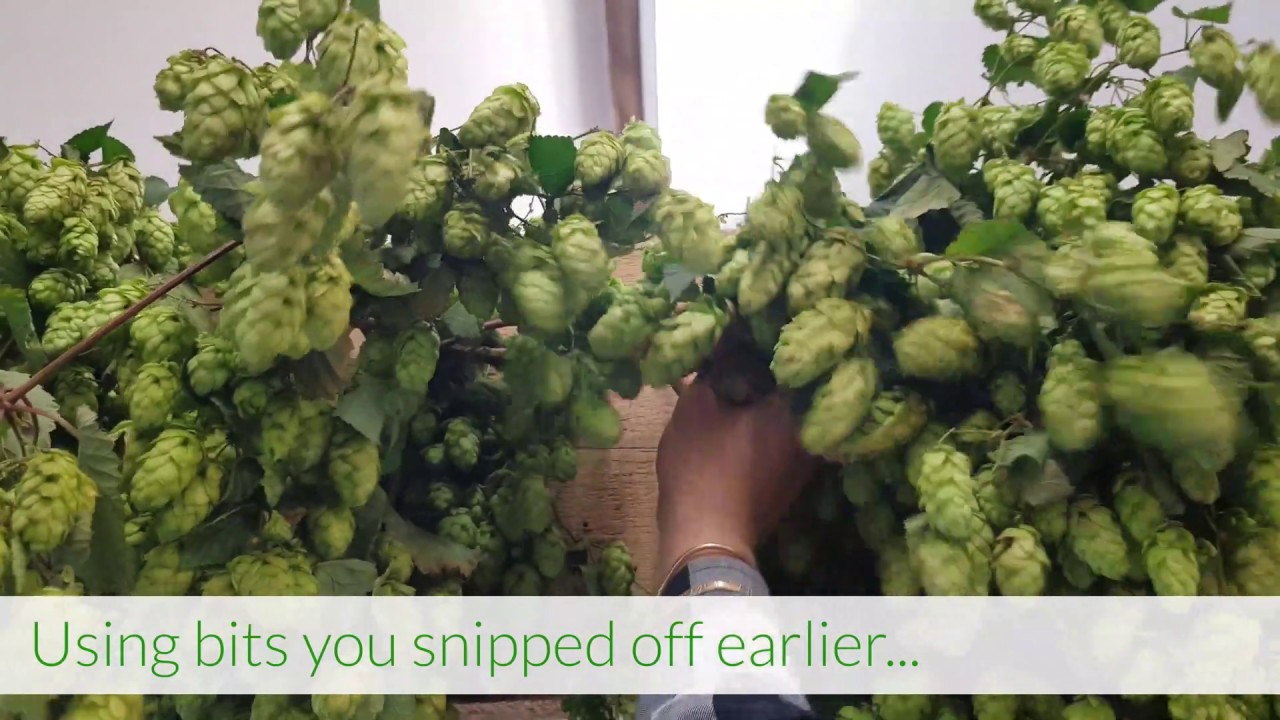 A Quick Guide: Hanging Fresh Hop Garlands