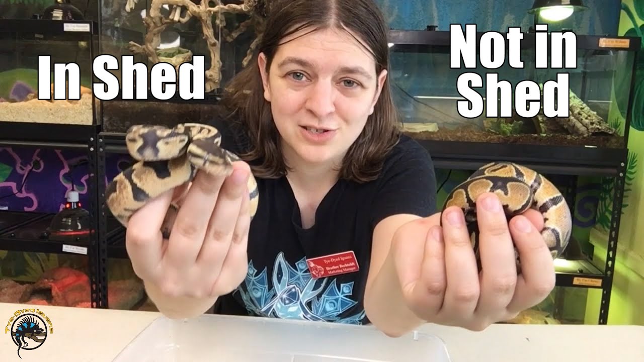 Как определить, что ваша змея спряталась! 🐍