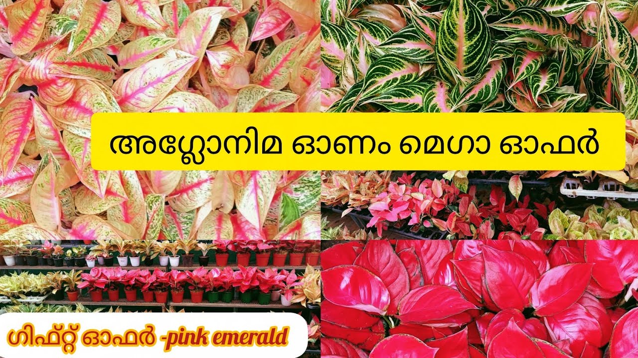 Onam mega offers of aglonima 9947117792#aglonima 