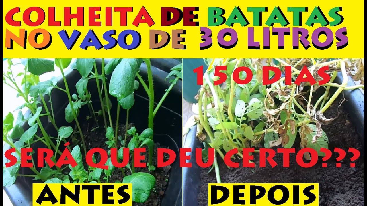 Incrível, Veja a enorme colheita de Batatas em Vasos!