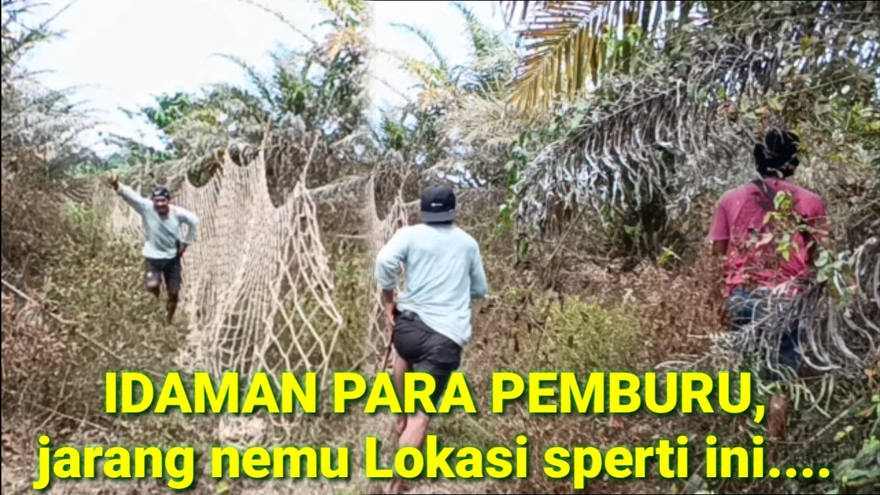 BERBURU BABI PAKAI JARING// TDK BUTUH WKTU LAMA,,SERUNYA KEJARAN LANGSUNG POIN..