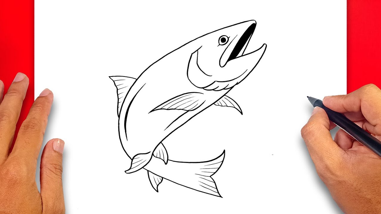 How to draw Salmon Fish - Easy Drawing Salmon Fish