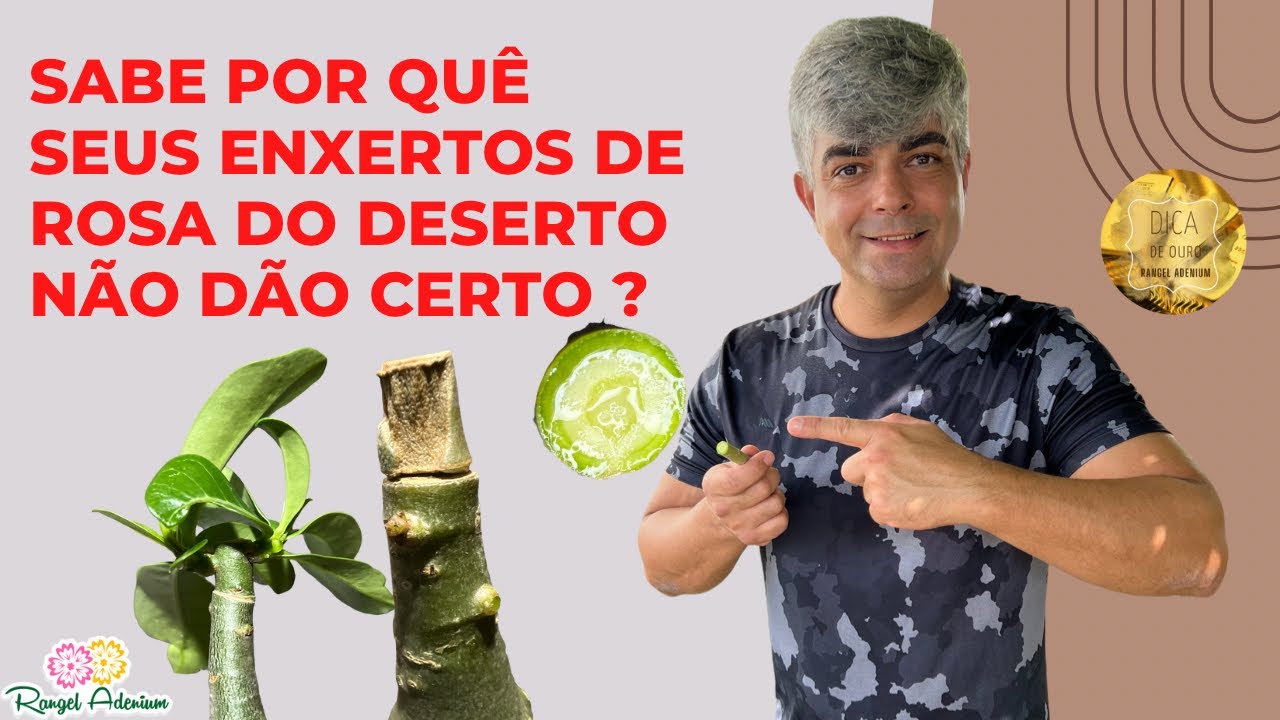 Sabe por quê seus enxertos de Rosa do Deserto não dão certo ? ?