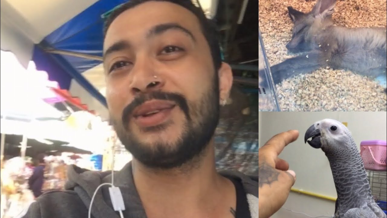 BEKLENEN PAZAR VİDEOSU VE FİYATLARI ~😲