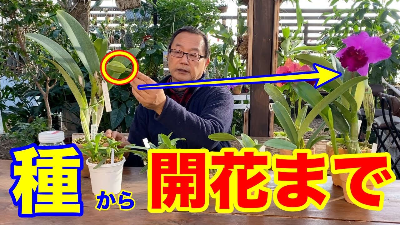【洋蘭】カトレアの種から開花までの経過観察。交配の魅力についてもお話しします。花に名前がつけられる！？