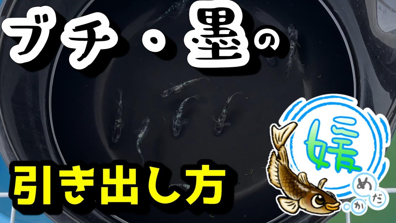 メダカのブチ・墨の引き出し方～保護色機能（背地反応）で浮き出るブチ・黒墨について【媛めだか/色素胞を光でコントロール】