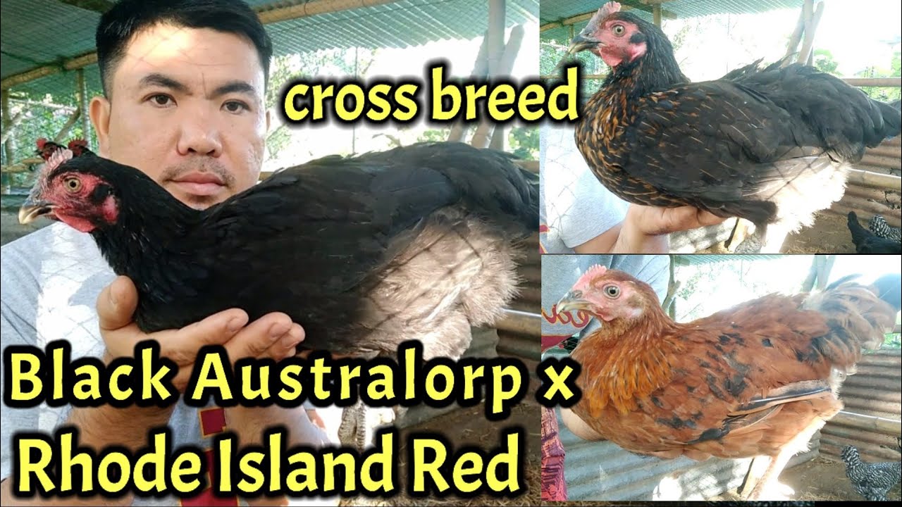 Black Australorp cross to Rhode Island Red Update