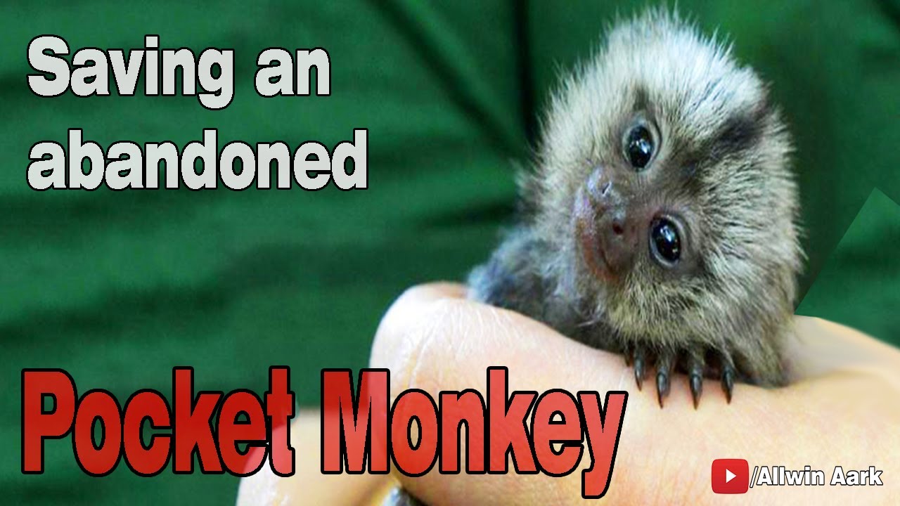 Saving an Abandoned Pocket monkey- Common Marmoset | India