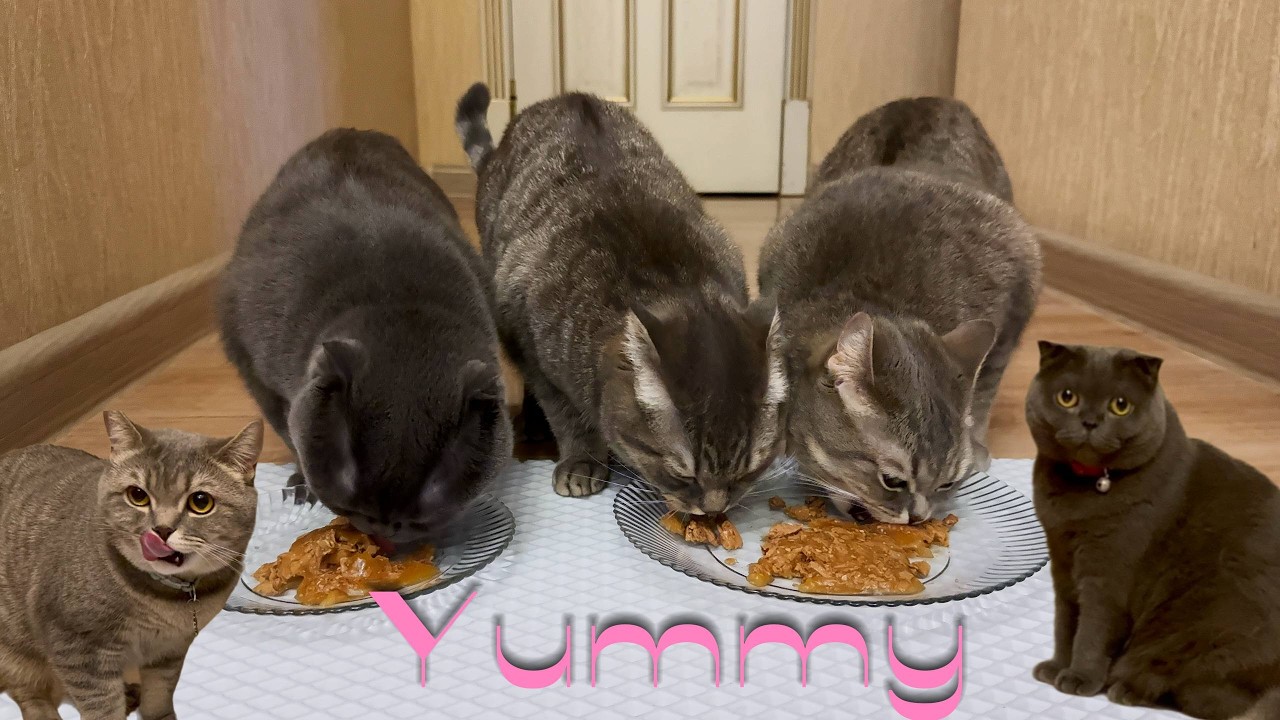 Adorable Cats Eating Their Favorite Snack 🐾