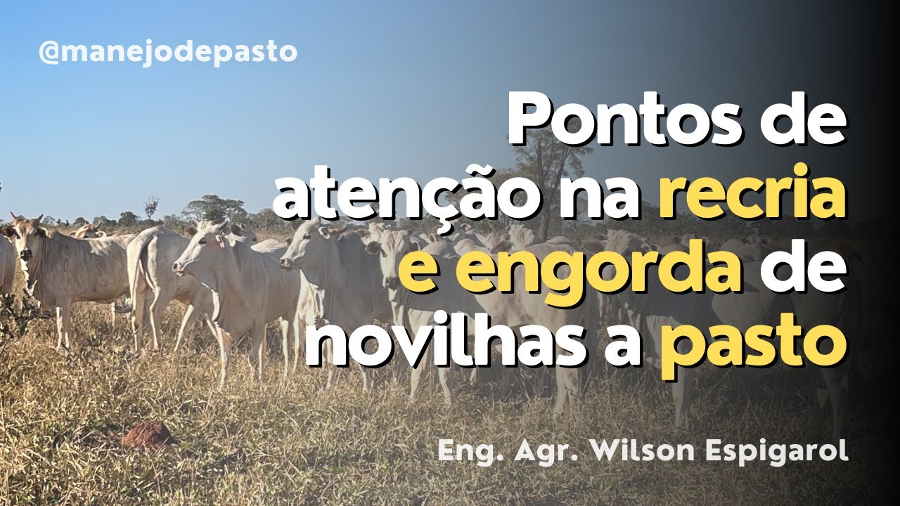 RECRIA E ENGORDA DE NOVILHAS A PASTO - PONTOS DE ATEN&Ccedil;&Atilde;O