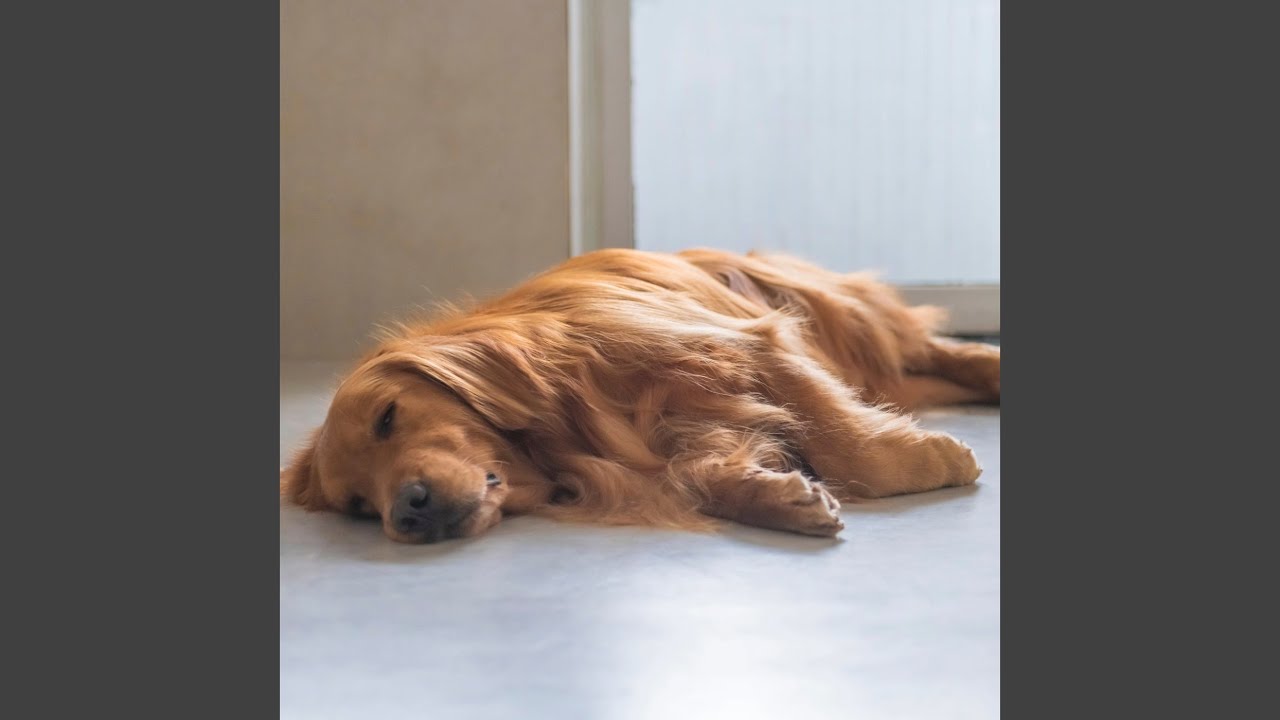 Soft Echoes for Dog Calm