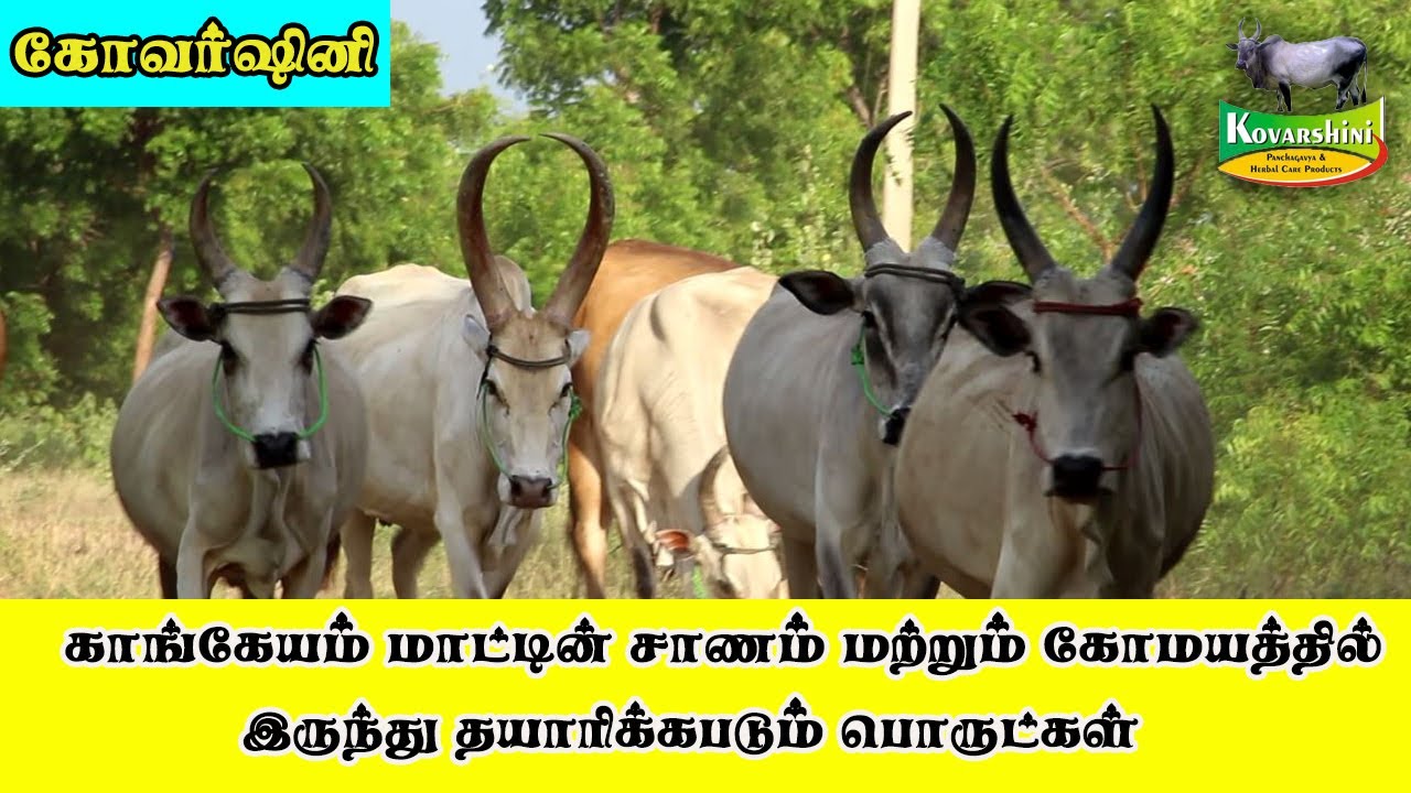 Kovarshini -கோவர்ஷினி I காங்கேயம் மாட்டின் சாணம் மற்றும் கோமயத்தில் இருந்து தயாரிக்கபடும் பொருட்கள்