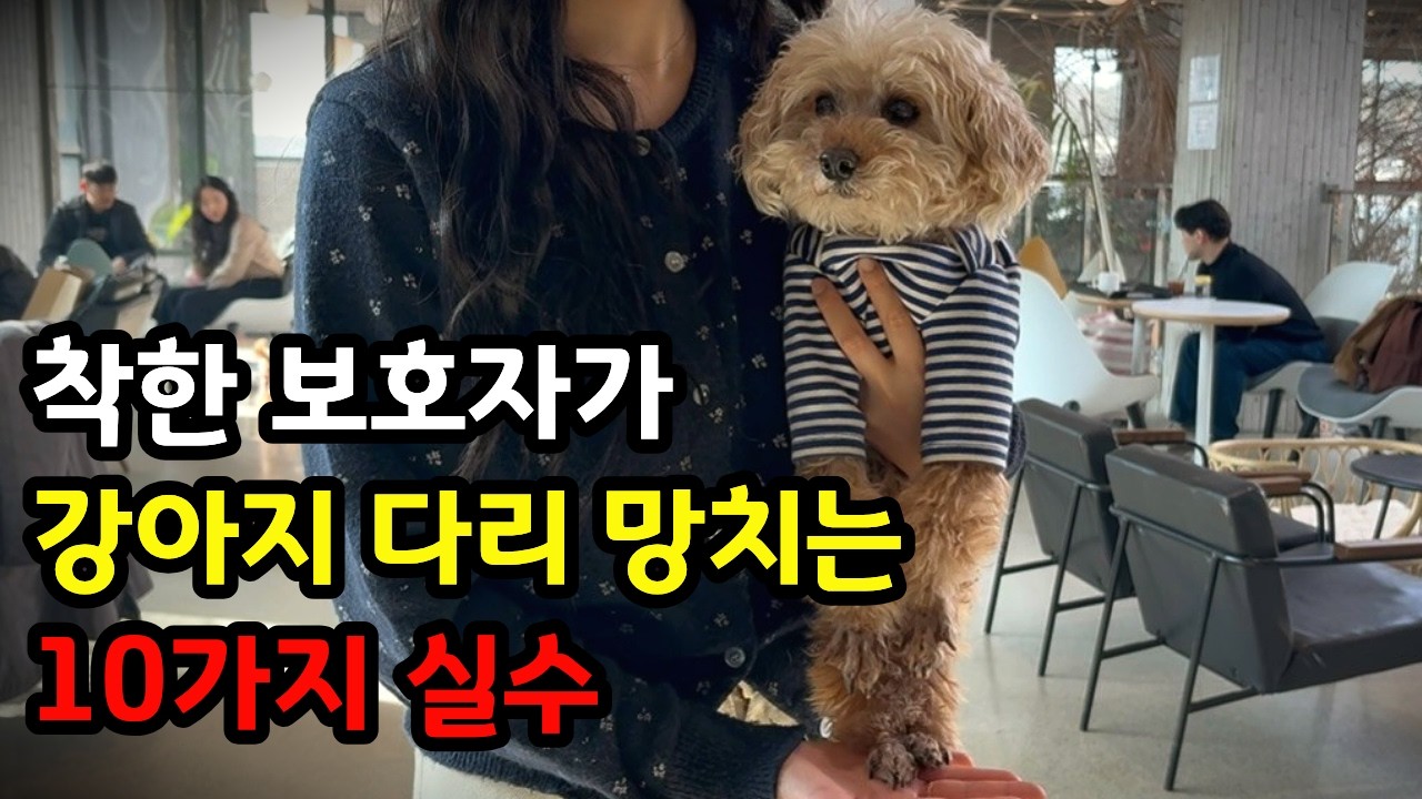 사랑해서 매일 했을 뿐인데.. 강아지 슬개골 작살난 의외의 이유 총정리