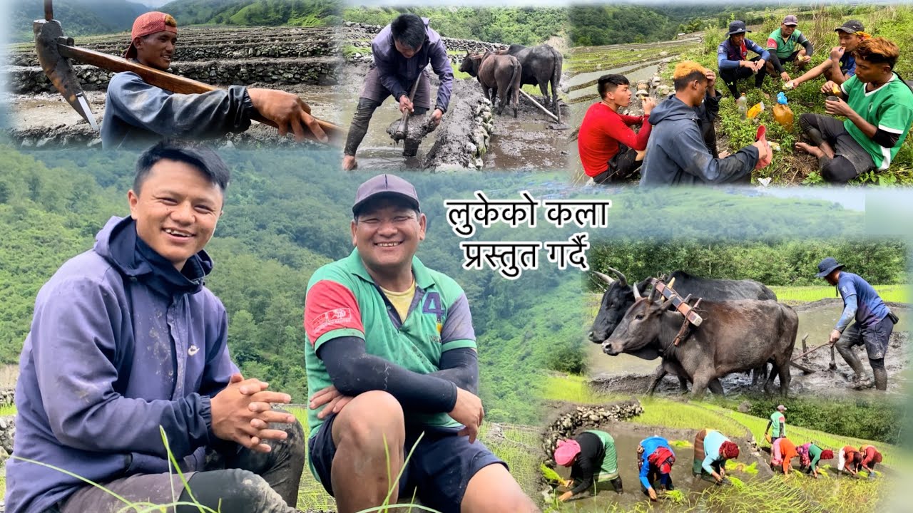 Yetiko kala chai hunu parxa hai || Ropai part 2 || Bhujung village || Vlog-49 ||
