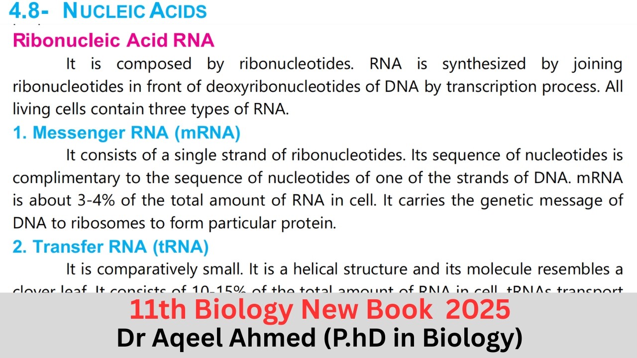 Nucleic Acids l biology Class 11 l 1st Year Biology | Topic 4.8 | Ribonucleic Acid RNA