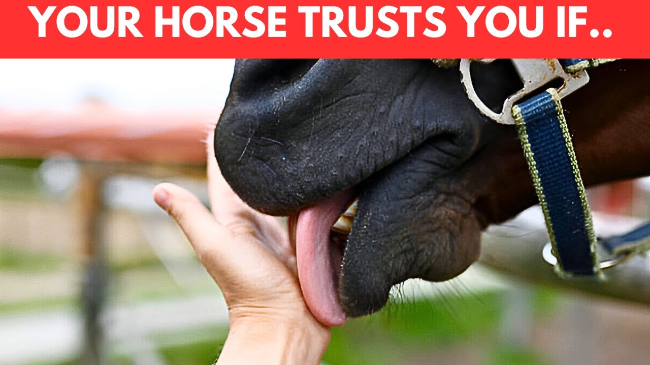 If Your Horse Does This They Trust You More Than You Think