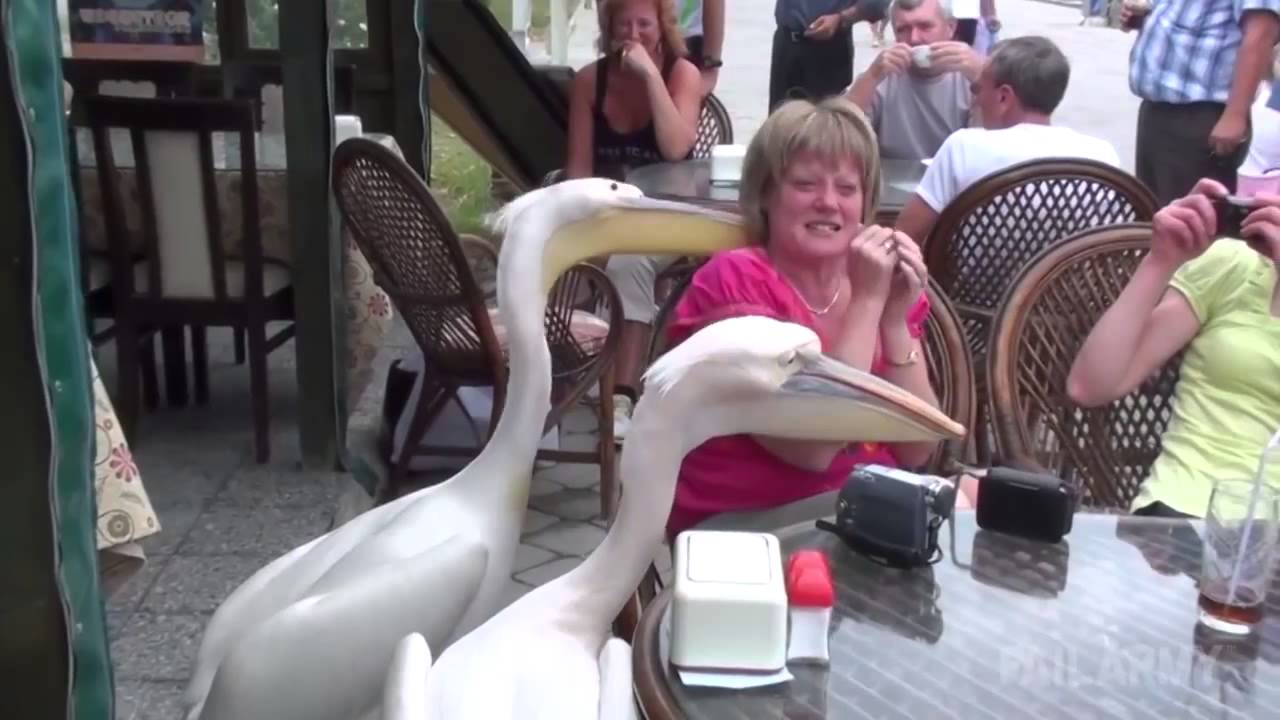 When Animals Attack Compilation Part 2 by FailArmy