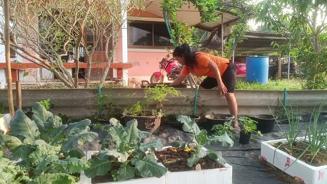 ปลูกแตงใส่กระถางไว้กิน#ปลูกแตง#Plantingmelons