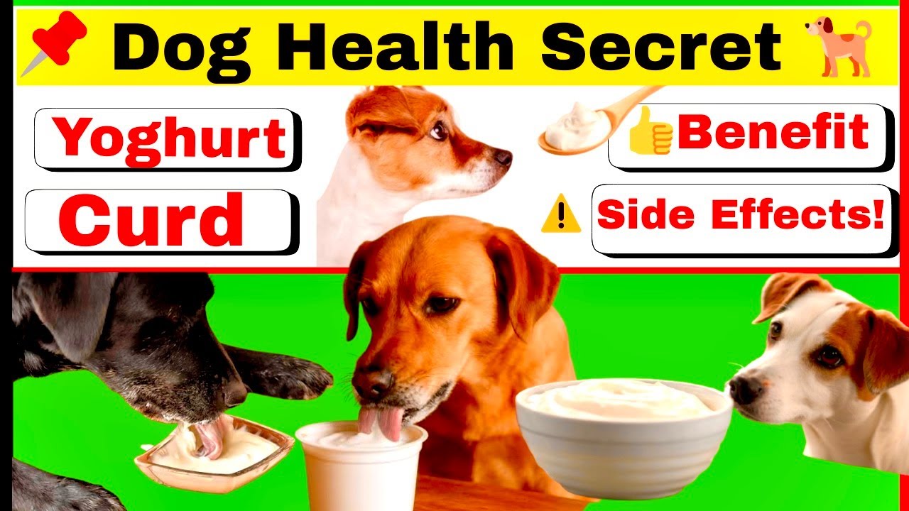 yogurt for dogs || curd for dogs || can dogs eat yogurt || can dogs eat curd ||