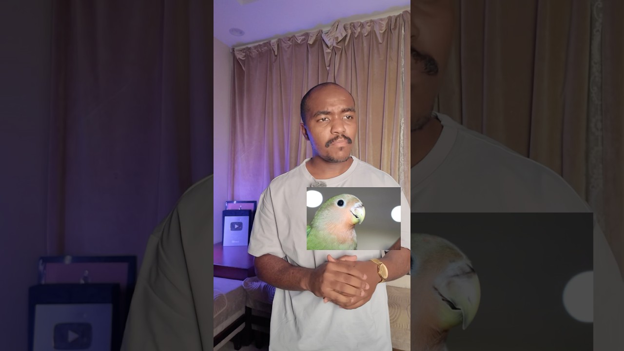 كم عندي طير في البيت 🏠💔