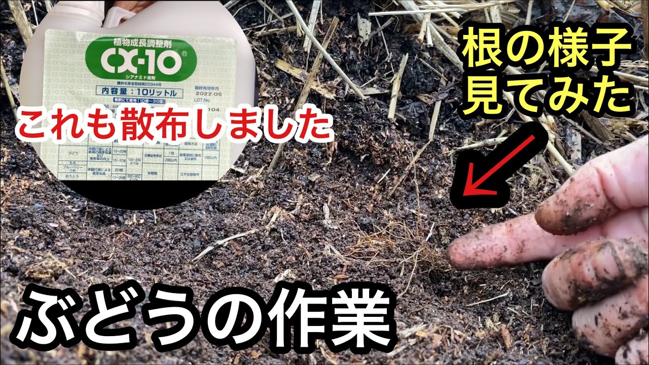 「ぶどうの作業」CX10の散布と根の様子を見てみました！