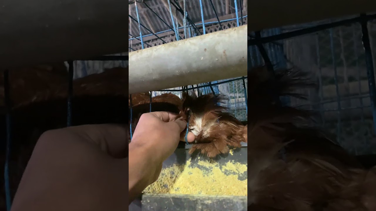 এখন না দেখলে হইতো সকালে মারা যাইতো মুরগীটা 🐓🥚😥 