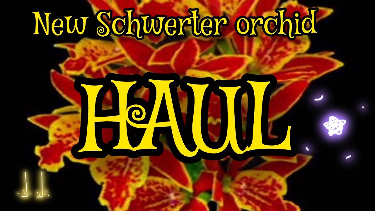 NEW Schwerter orchideen orchid haul unboxing video