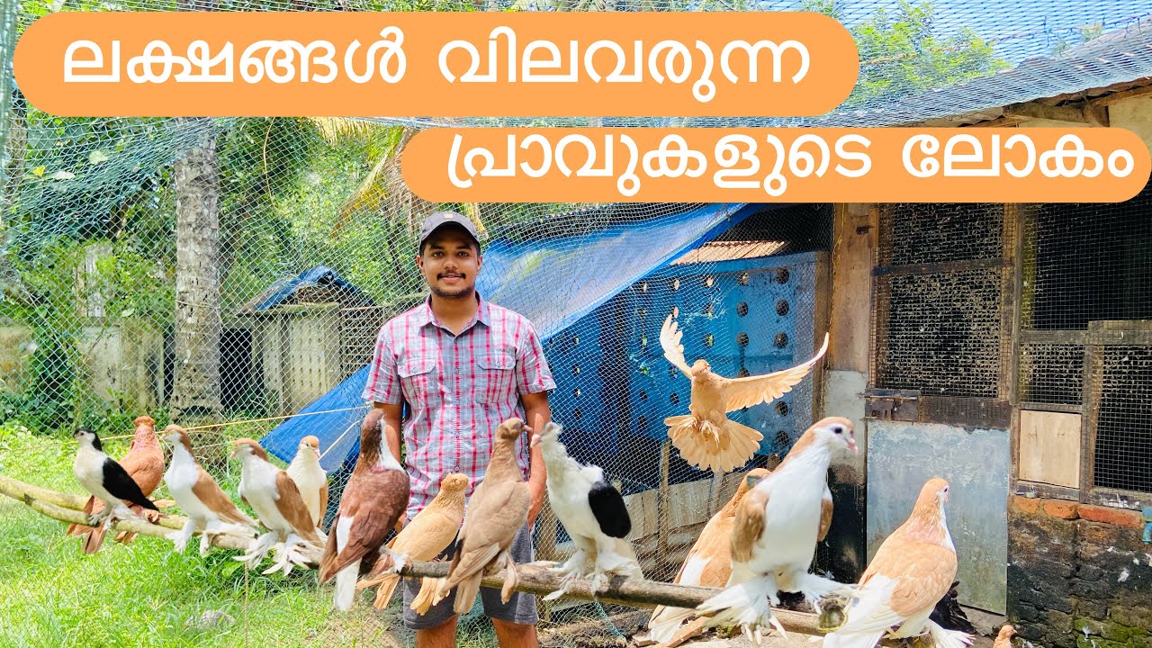 ഫാൻസി പ്രാവുകളെ കണ്ടാലോ😍|Fancy Pigeons Malayalam|Show Quality Fantails|kerala|mallutreats