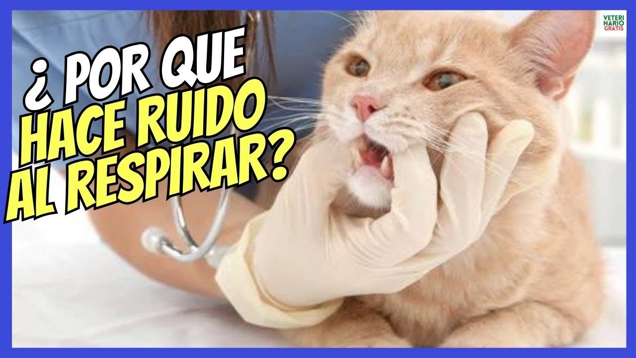 🚨 ¿POR QUÉ MI GATO HACE RUIDO AL RESPIRAR? 🚨
