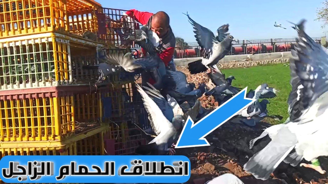 تدريب الحمام الزاجل مسافه 30 كيلو(خامس تمرينه)