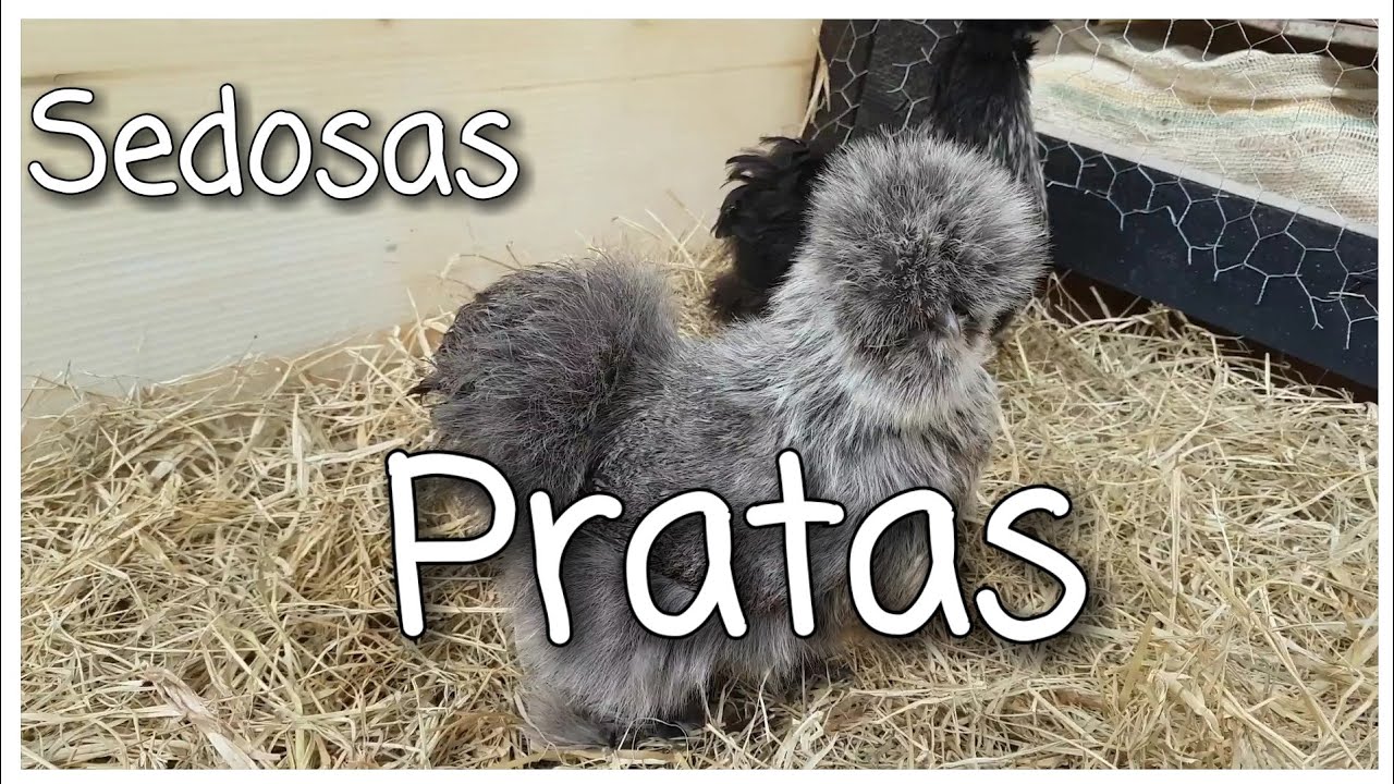 Galinhas Sedosas Pratas - Bruno Miorim