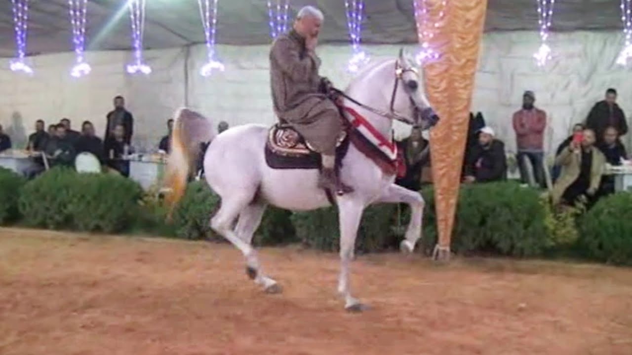 رقص خيل كرم سرحان و فرحان بطل الجمهورية