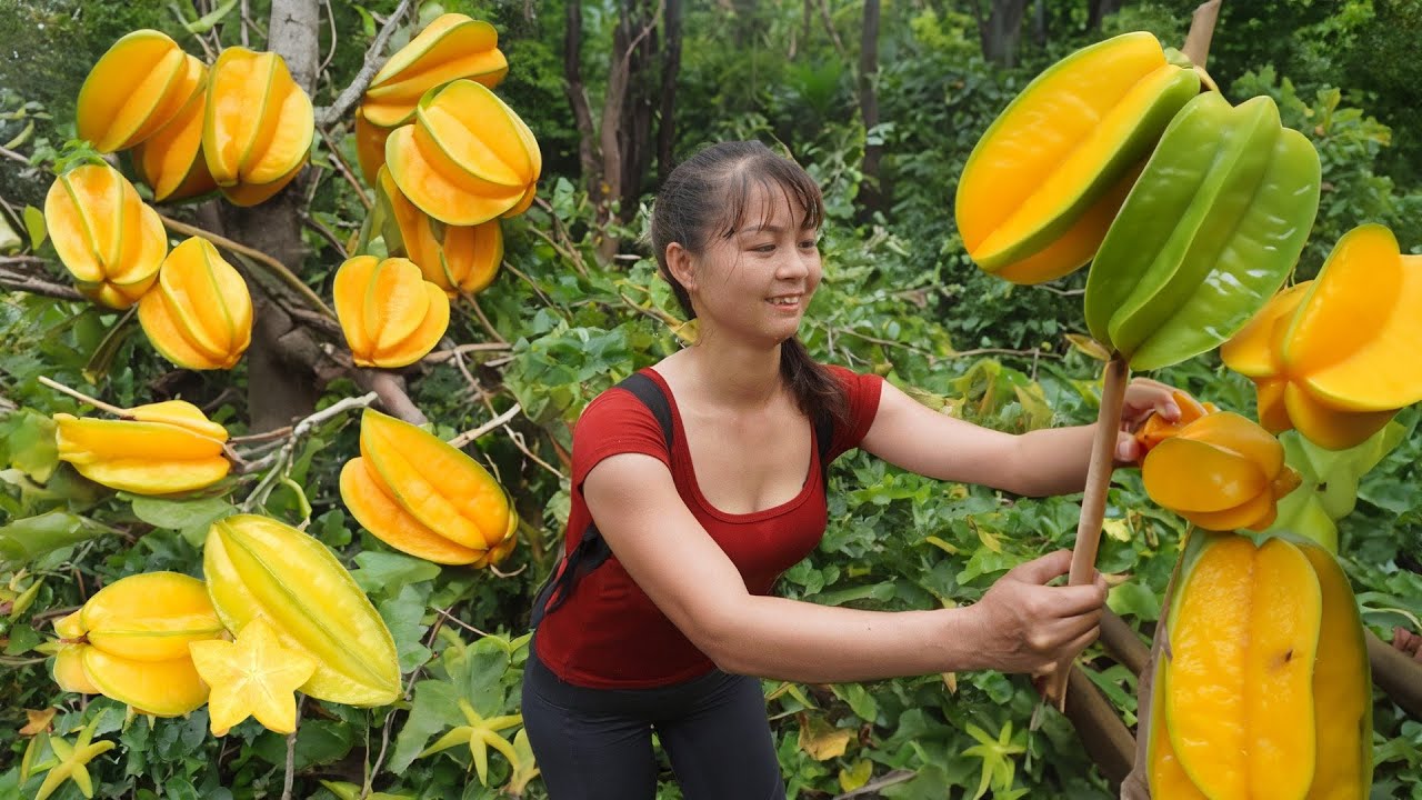 Harvest Star Fruit (Khe Khe) Go to market sell - Take Care of The House | Tiểu Vân Daily Life