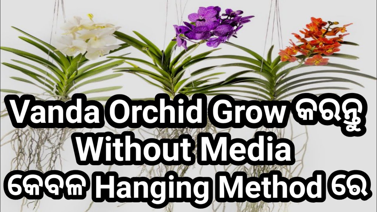 ସୁନ୍ଦର ଅର୍ଚିଡ ଫୁଲକୁ କିପରି Grow କରିବେ,VandaOrchid HangingMethod #orchids #orchidgrowing #orchidflower