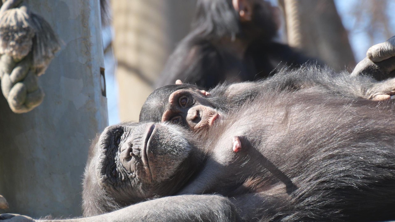 チンパンジーの子供の離乳時期は５歳くらい　多摩動物公園　チンパンジー　202602