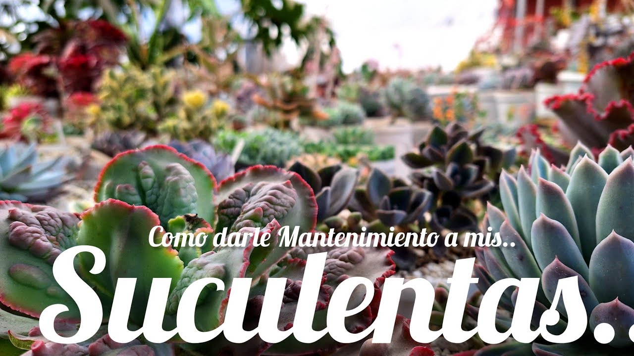 Como dar  Mantenimiento a mis Suculentas? #suculentas #plantas #flores