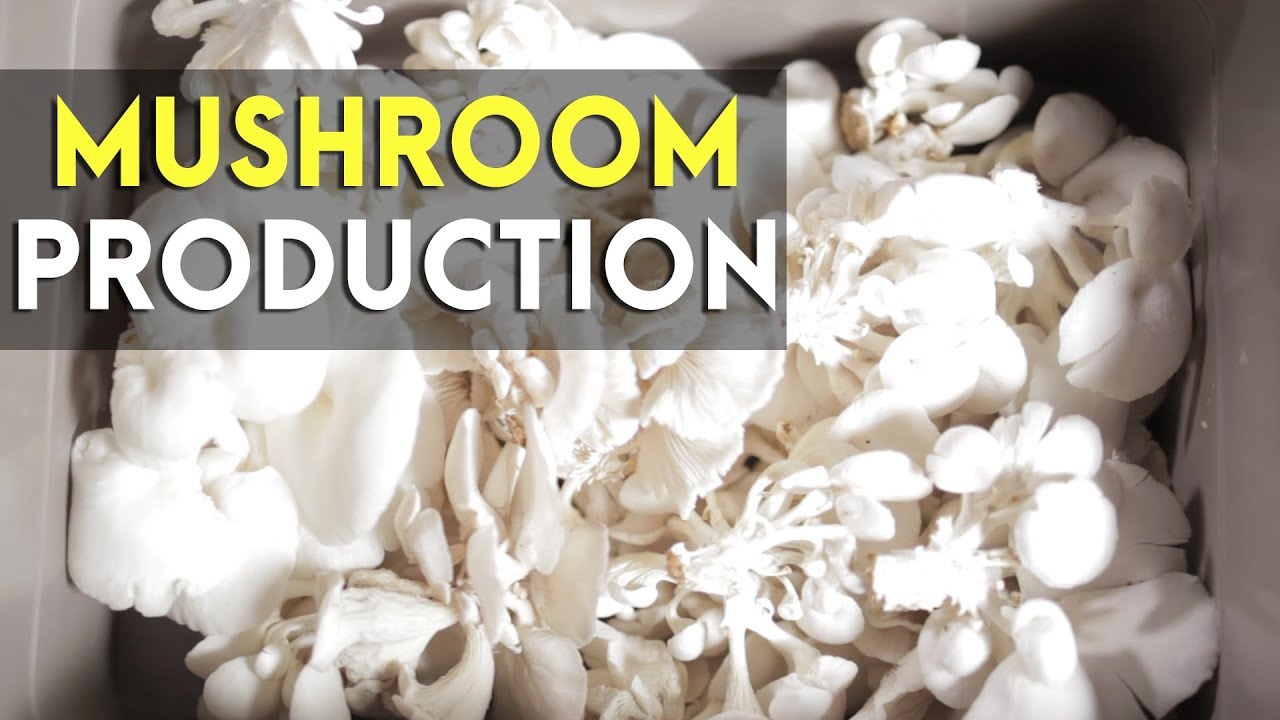 Mushroom Culture in the Philippines: What Made Koko's Mushroom Successful