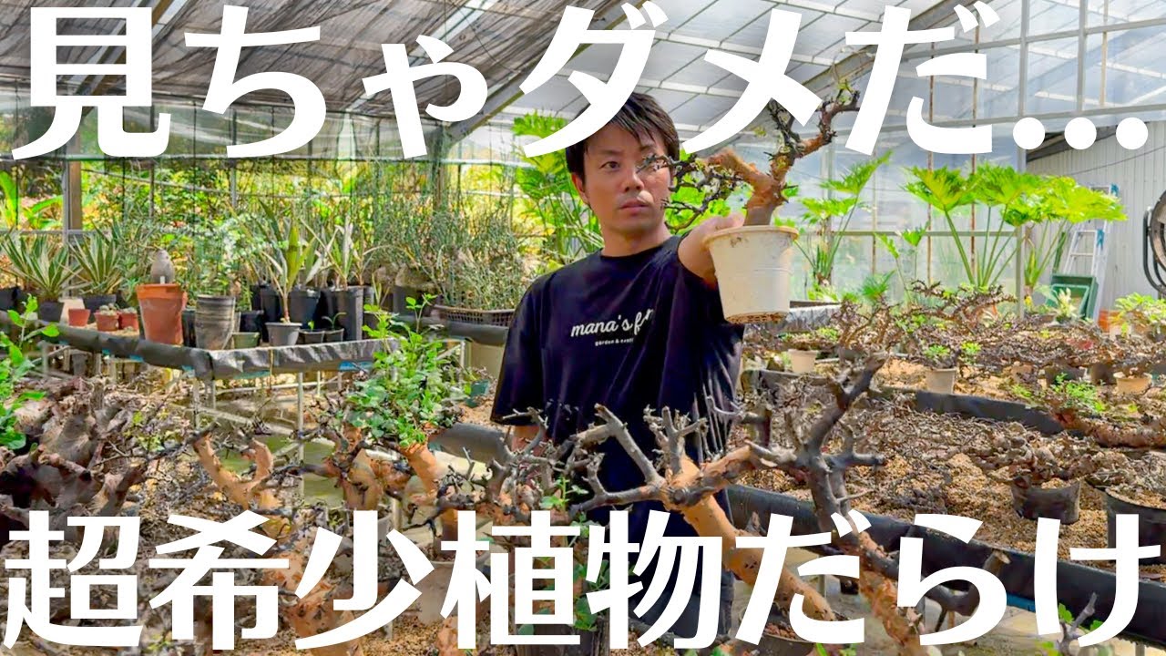 【誰も踏み入れたことのない未開の塊根オアシスに潜入！】