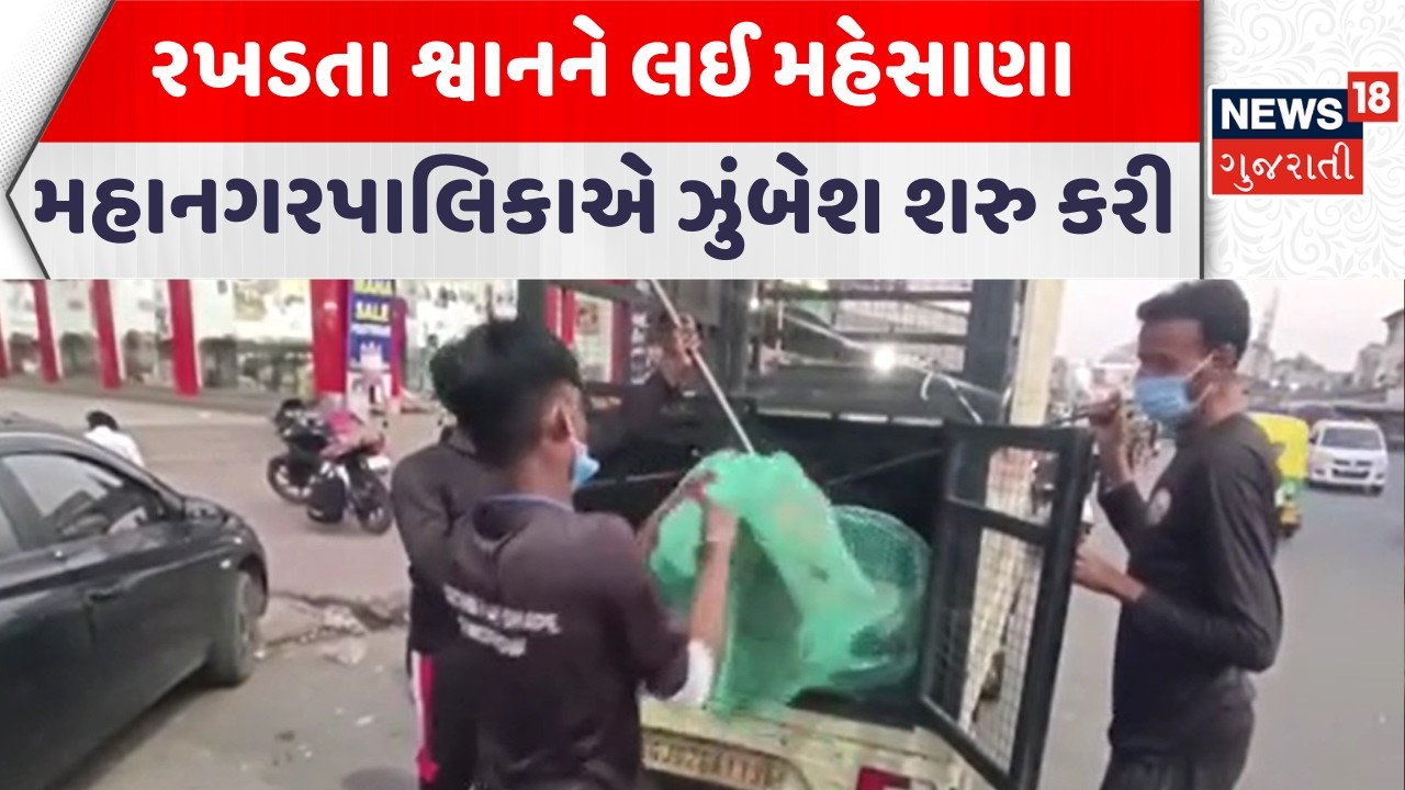 Mehsana Corporation News | રખડતા શ્વાનને લઈ મહેસાણા મહાનગરપાલિકાએ ઝુંબેશ શરુ કરી| Gujarati Samachar