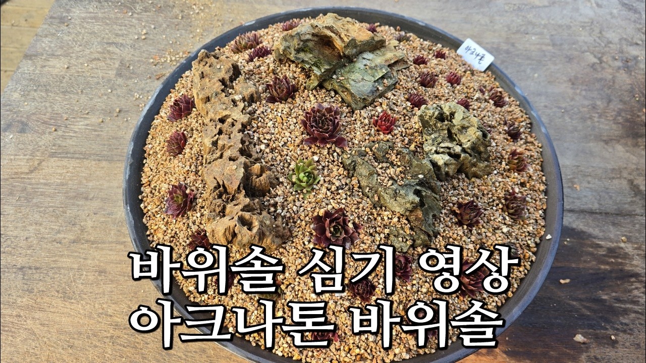 26 02 20 돌산 만들어서 바위솔 심기 #꽃바람 #바위솔 #다육이 #식물