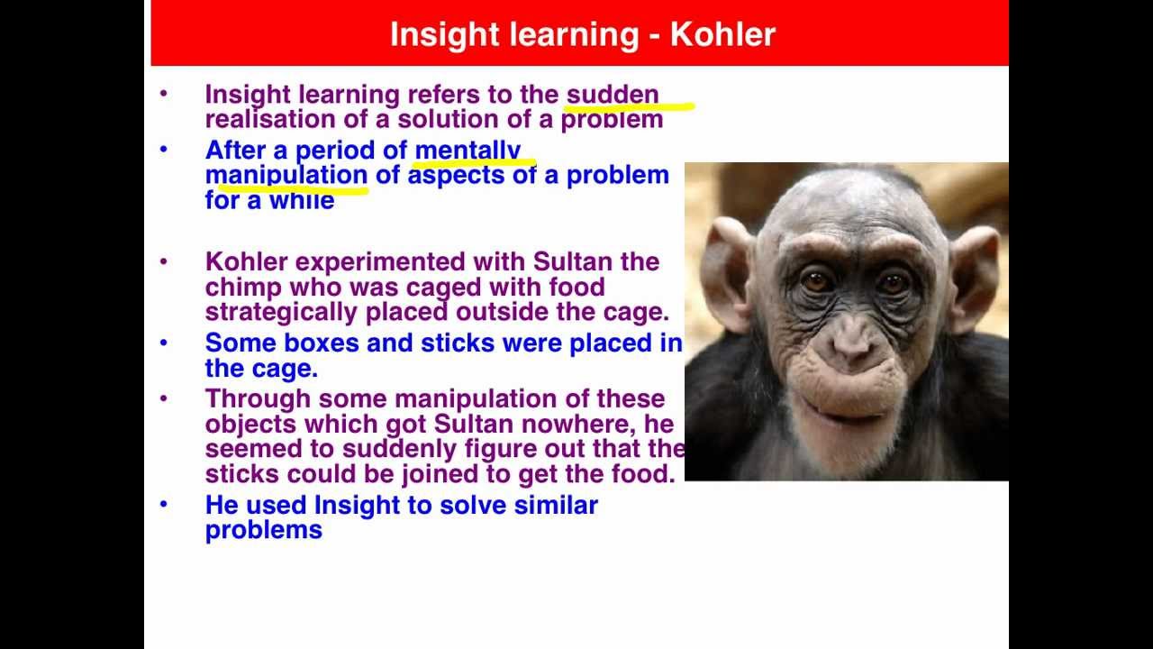 Insight learning - Psychology