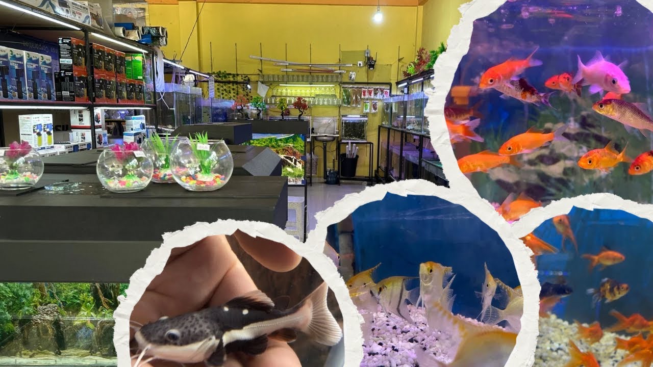 RTC පැටව් එක්ක තවත් මාලු සෙට් එකක්ම 🥰❤️||Janith Aquarium Walasmulla || Aquarium Update 