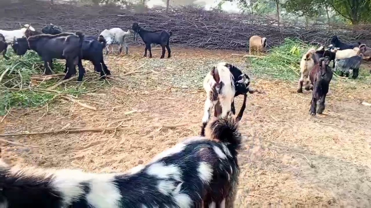Pakistan ki sab se ziyada dhood dene wali DDp Dera den pnah for sale . hanjra DDp goat farm 