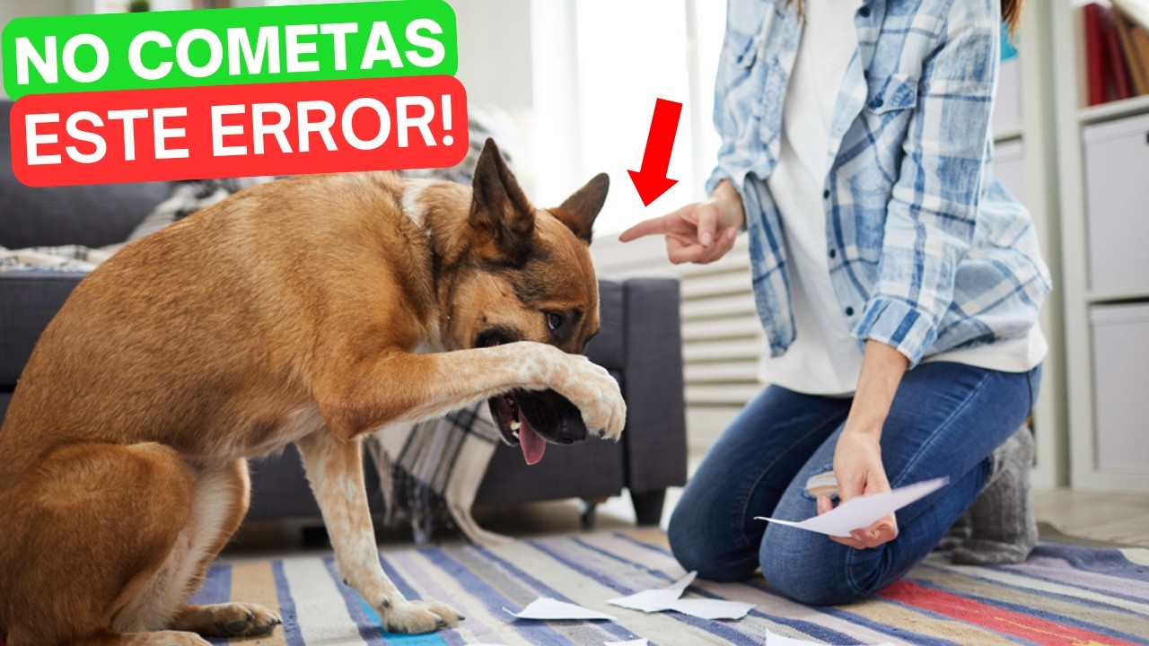 Mi perro me IGNORA 😧: el ERROR que rompe la conexión (no es OBEDIENCIA) ✅