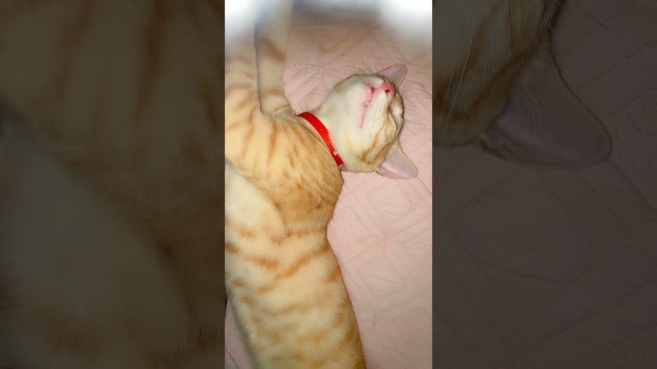 #music #dj #electronicmusic #housemusic #edm #cat #edms #catentertainment #cute #catmusic