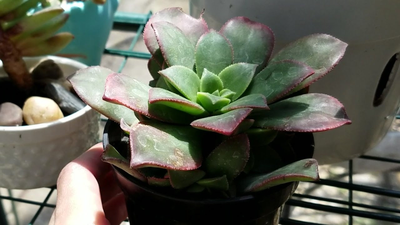 5 Things You Didn't Know About Succulents - Aeonium 'Kiwi'