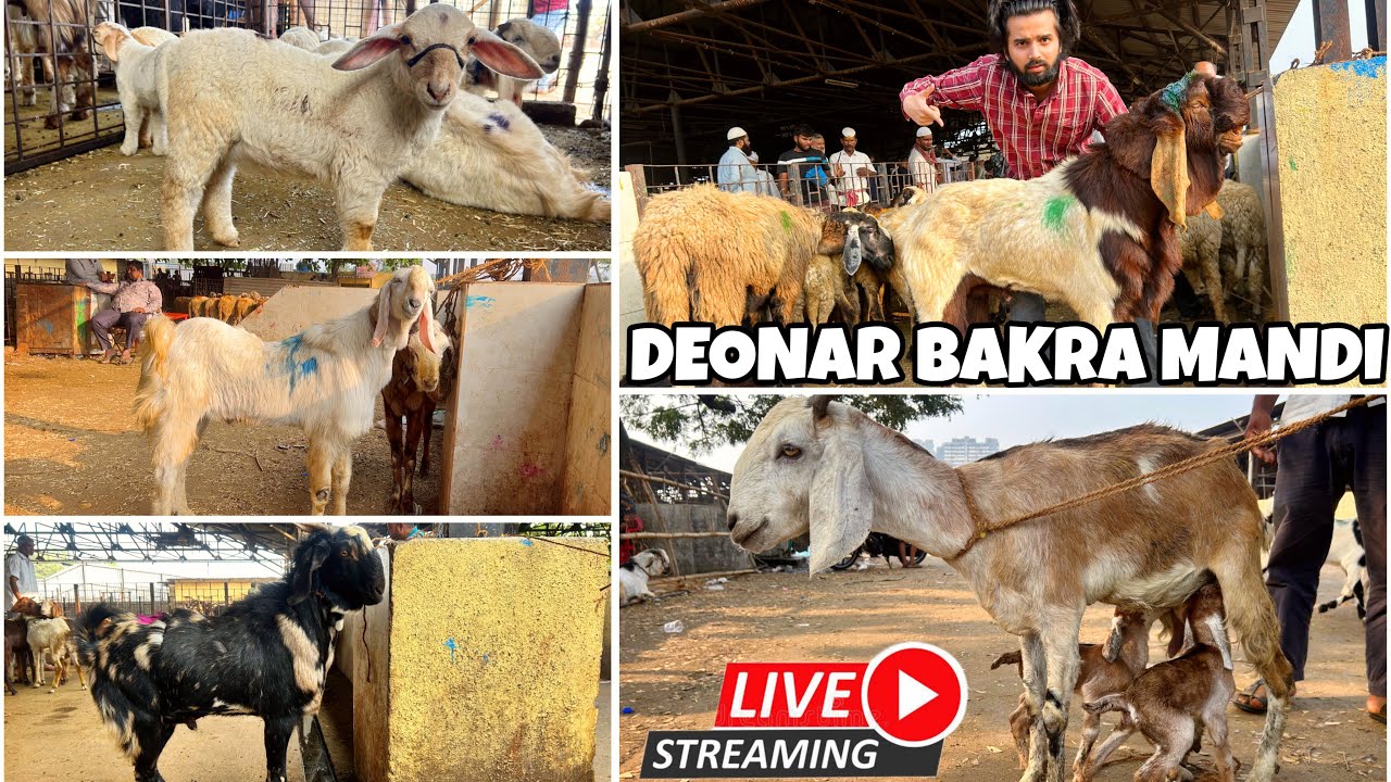 DEONAR BAKRA MANDI LATEST UPDATE 2026 || TUESDAY LIVE MARKET ||