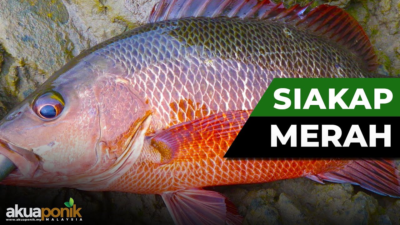 Bela SIAKAP MERAH Dalam Poly Tank Di Rumah | Ikan Paling SESUAI Untuk Akuaponik